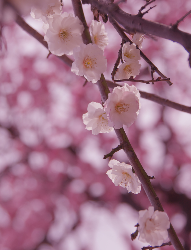 梅花３０＿１７