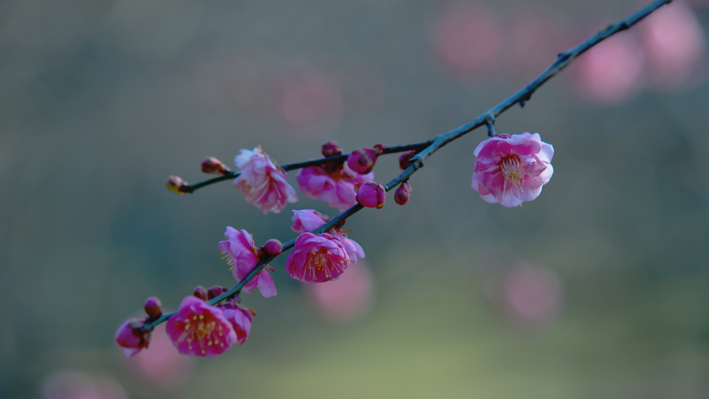 梅花３０＿１５