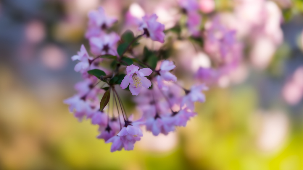 花海棠・３