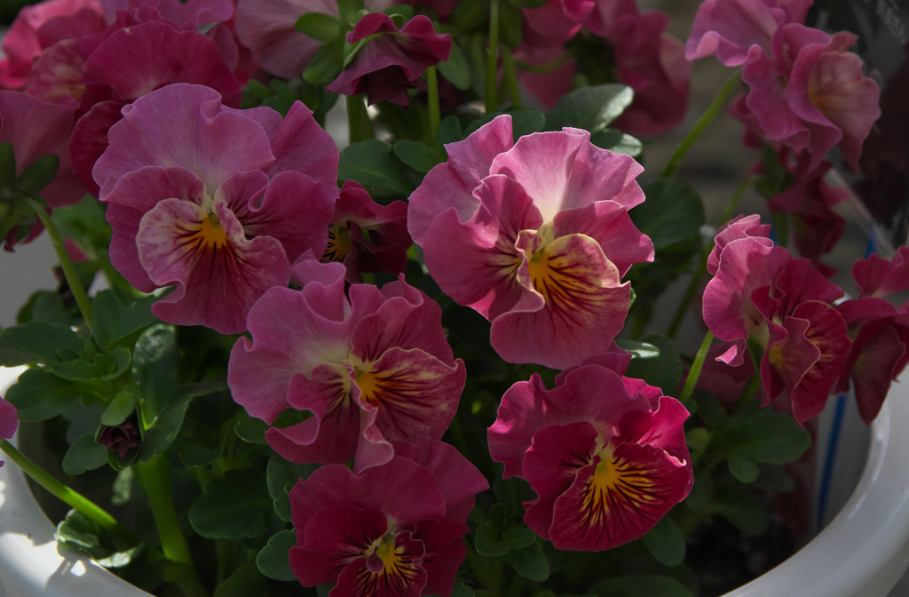 ルージュのシンフォニー