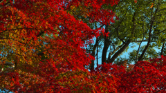 紅葉＿毛利氏庭園・３０＿６