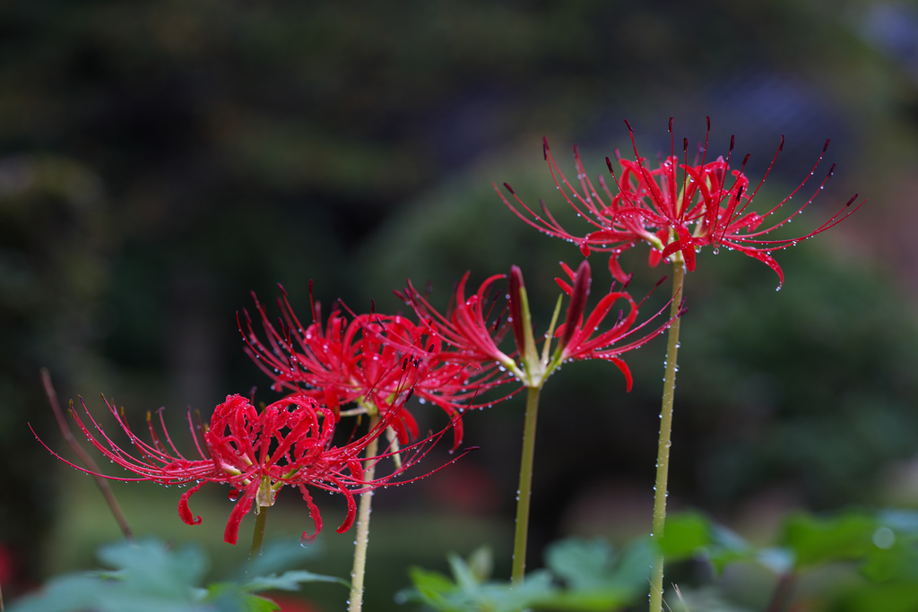 彼岸花１＿１９