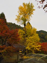 秋の彩り・龍蔵寺５