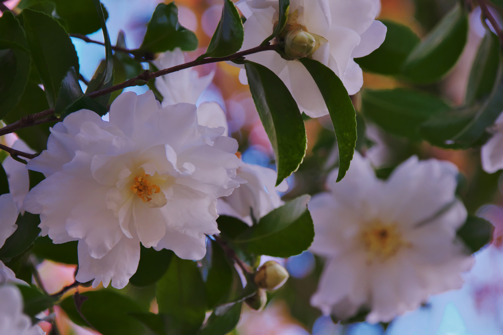 山茶花＿３０＿８