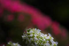 アジサイ・２７