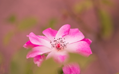 秋薔薇＿１０