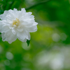 山茶花＿６