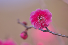 梅花３０＿５
