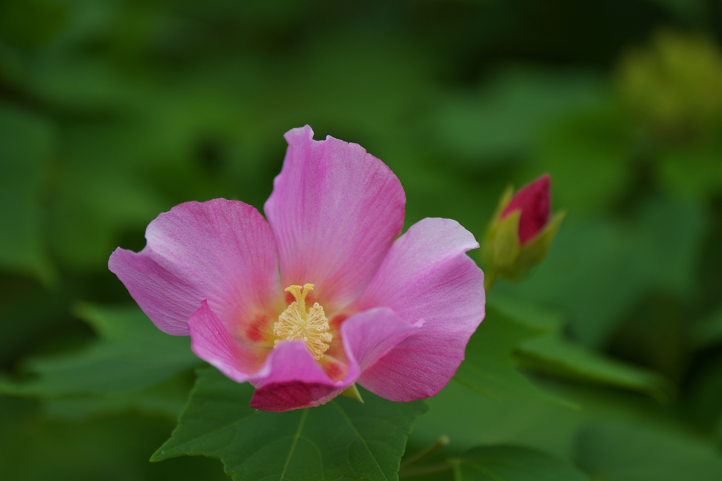 花アオイ・３