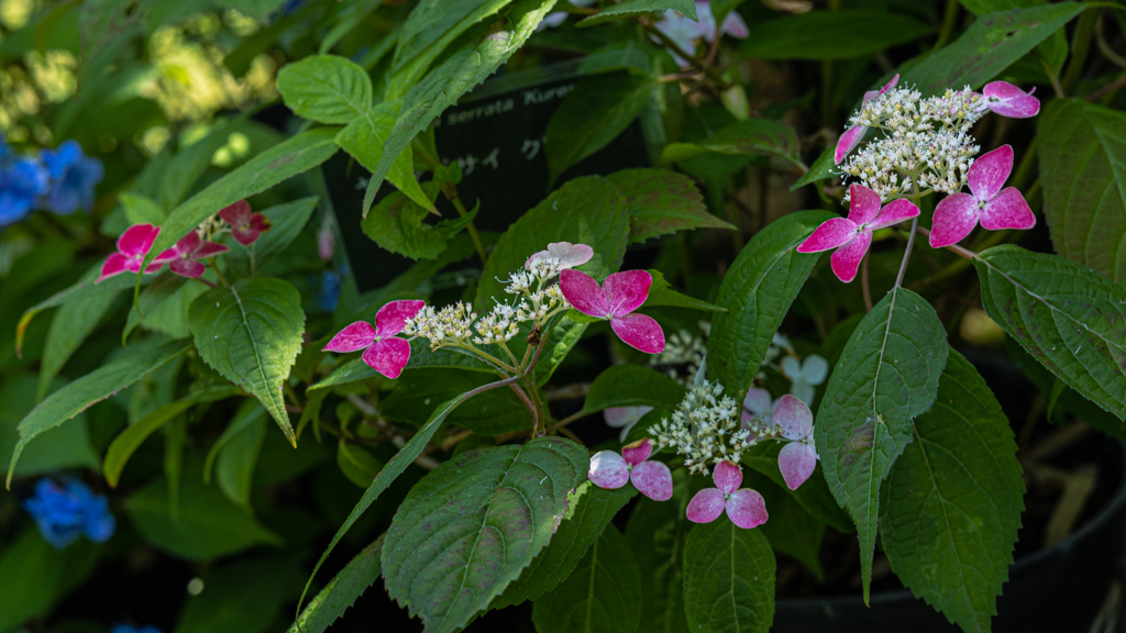 山アジサイ＿１８