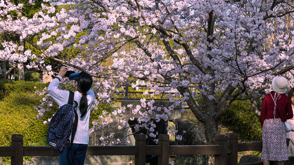 桜・維新公園２