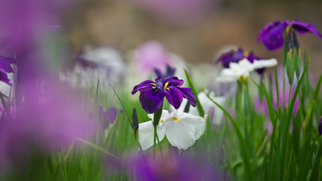 花菖蒲・２＿３