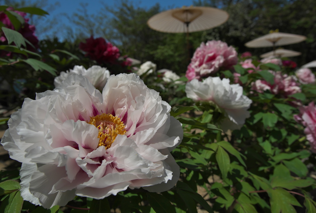 冬の花火（ふゆのはなび）