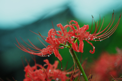 彼岸花・６