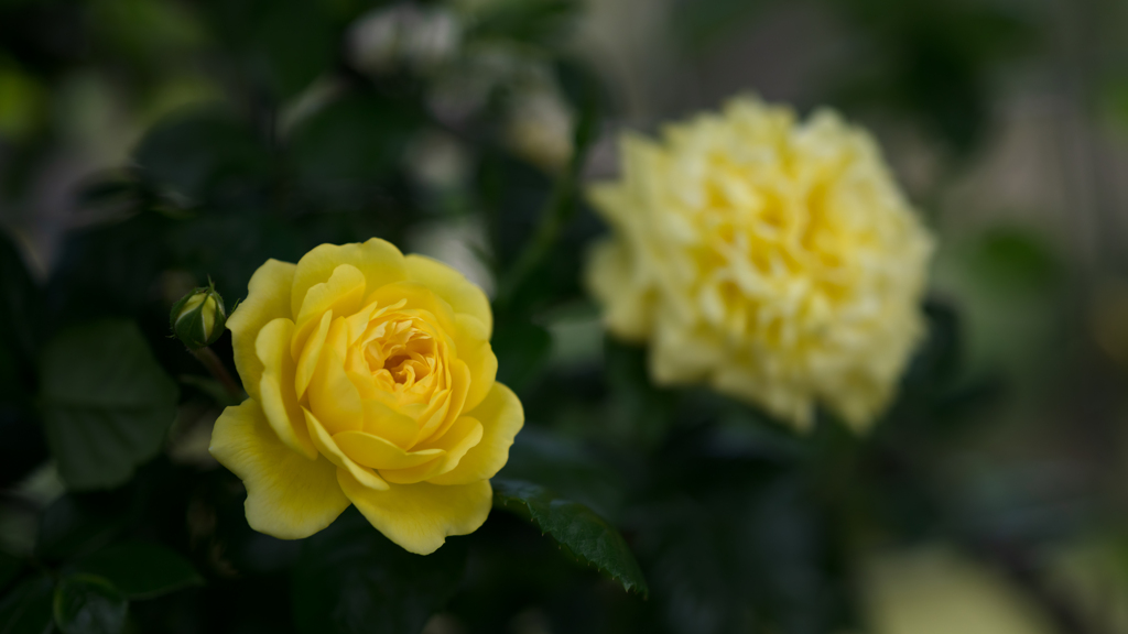 ベル　ロマンティカ