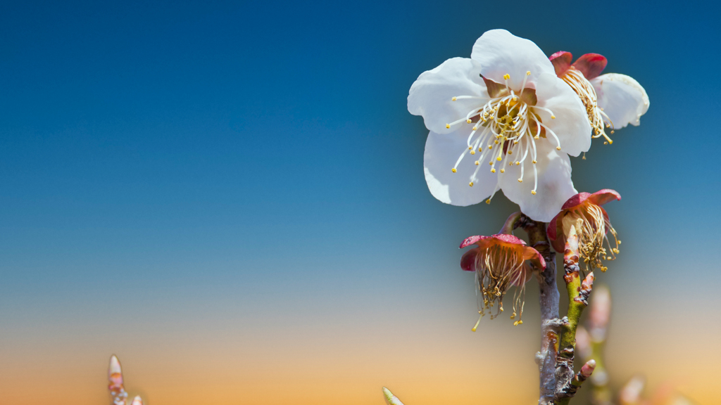 見納めの梅花・１０