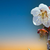 見納めの梅花・１０
