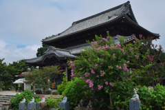 百日紅・２