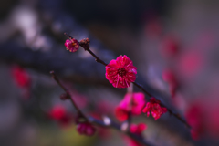 紅梅・２２