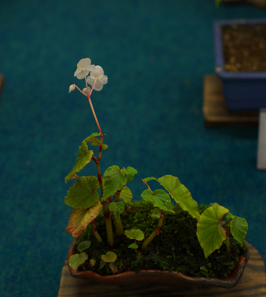山野草・１５