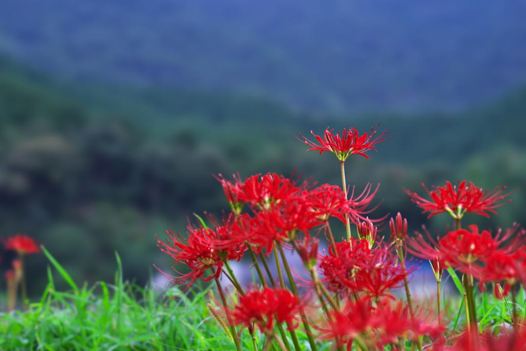 彼岸花・１５