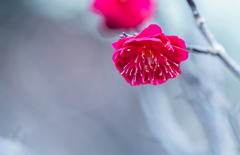 梅花・１＿６