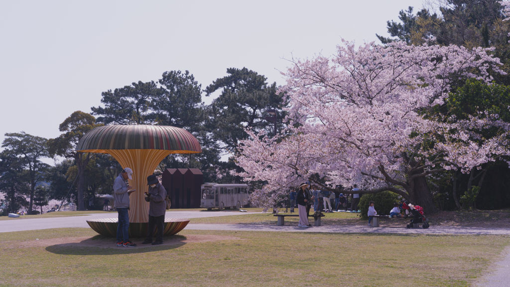 ときわ公園の桜＿２０