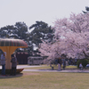 ときわ公園の桜＿２０