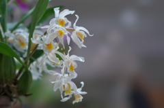 コスモタリスタ