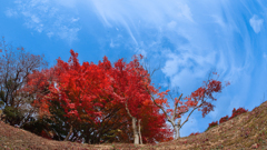 紅　葉＿４