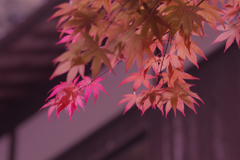 春紅葉・４