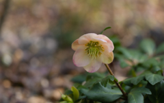 ヘレボルス　ニゲル