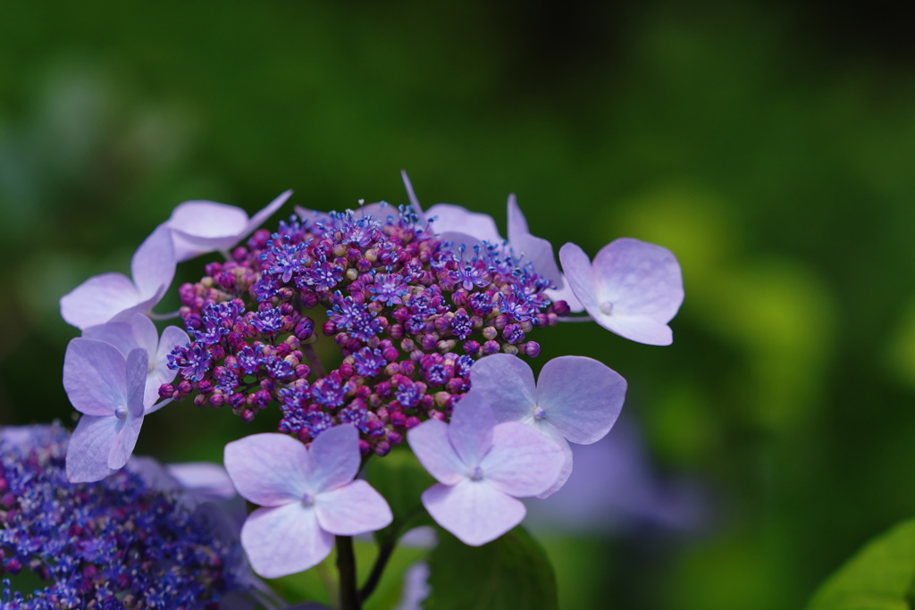 紫陽花３０＿３８