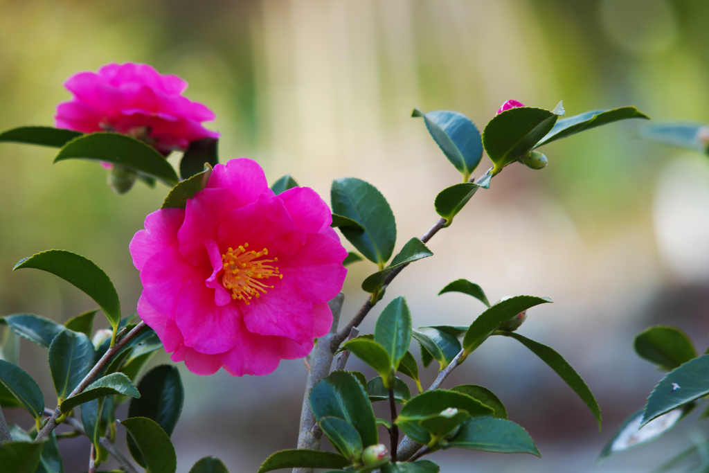 山茶花＿３０＿２２