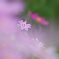 秋桜・１４