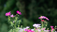 コスモス_13 コスモス_13