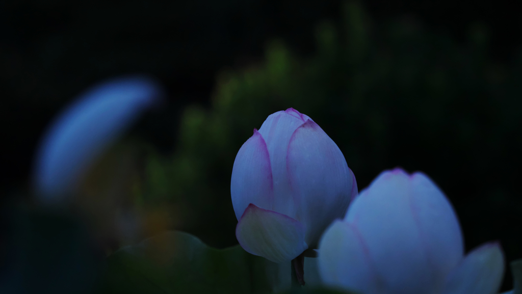 孫文蓮＿３０−３