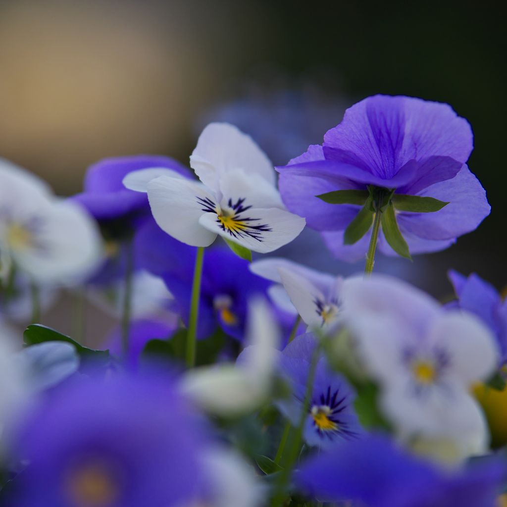 パンジー ・１９＿１１