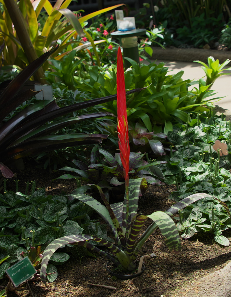 トラフアナナス