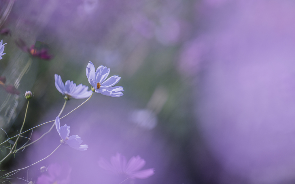 秋桜＿２