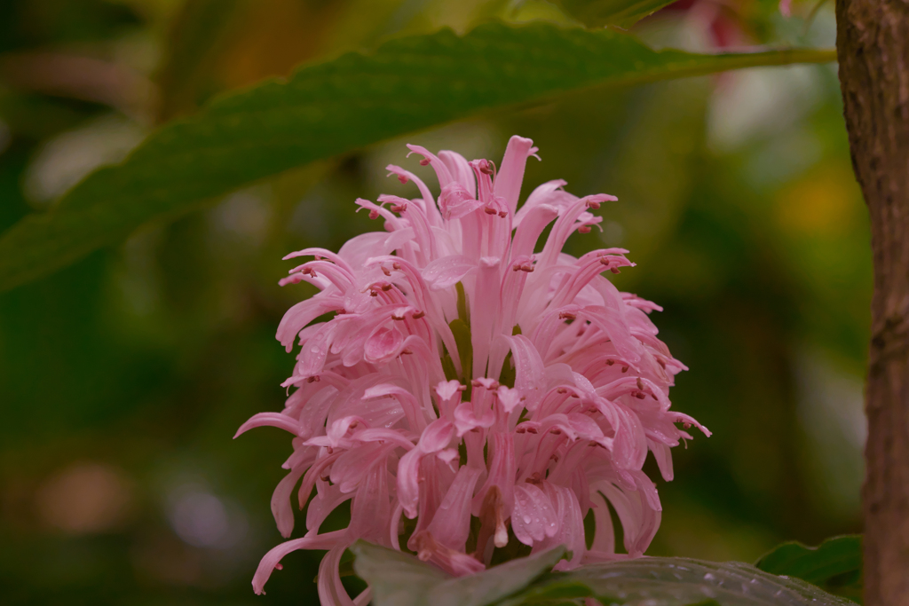 サンゴバナ＿２