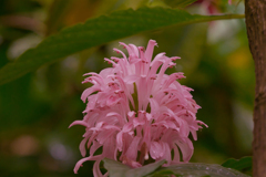 サンゴバナ＿２