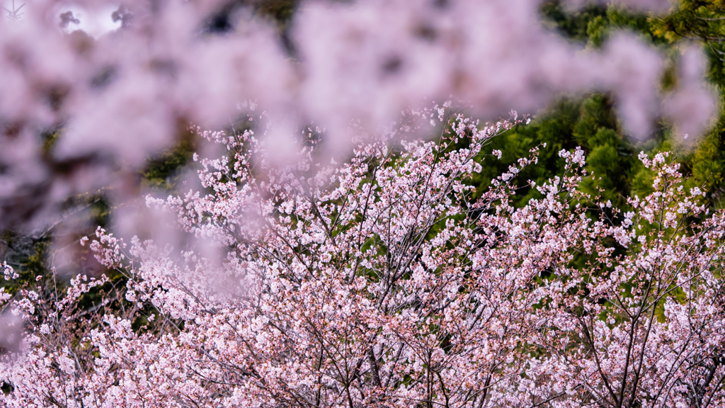桜・７＿３