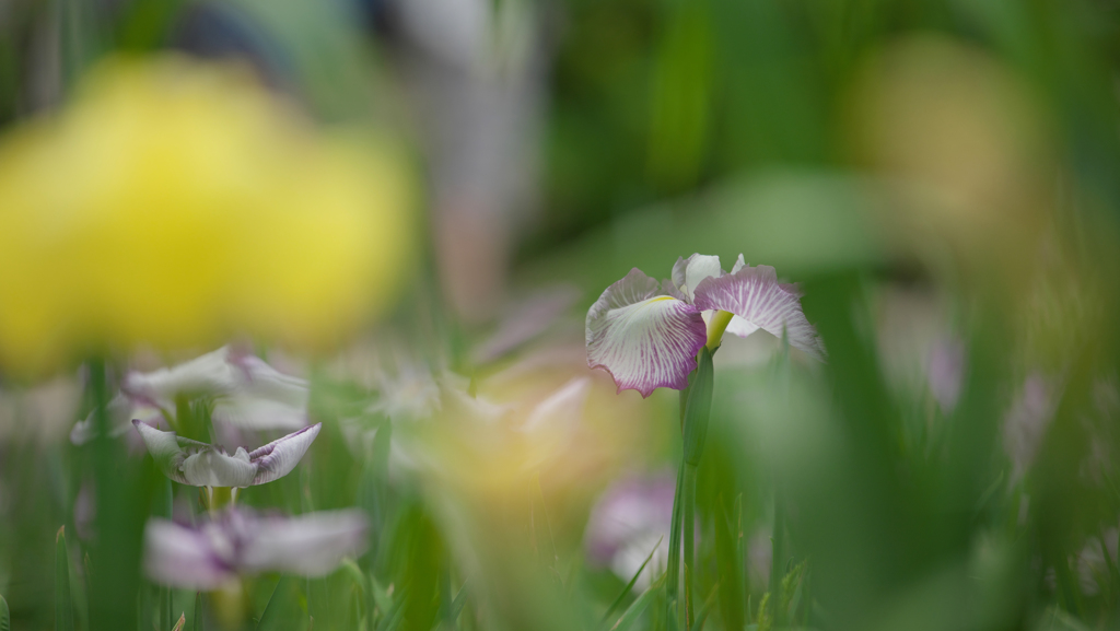 DS花菖蒲・３＿４
