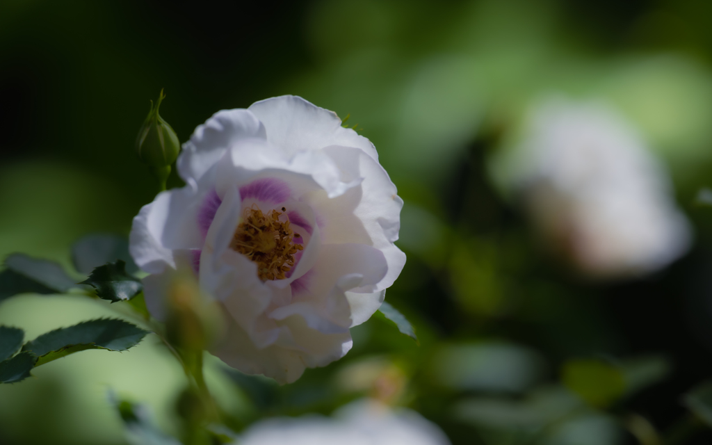 秋の薔薇・２