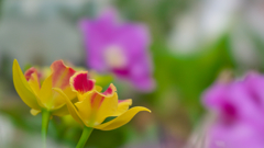 秋のラン展・４