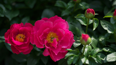 芍薬・１＿５
