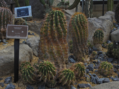 竜　虎（リュウコ）