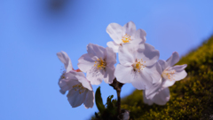 桜・維新公園１６