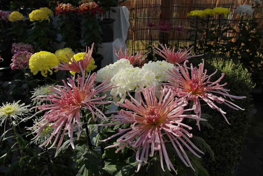 菊　花・３０＿７